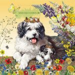 Auguri – Hunde – Edition Gollong