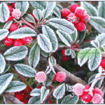 Vereiste Zweige mit roten Beeren – Taurus Kunstkarten