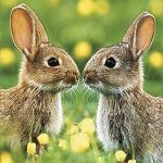 Frühjahr (Hase) – Tushita PAPERART