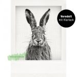 Hase – Tushita PAPERART