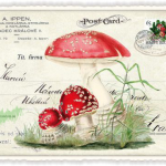 FLIEGENPILZ – Edition Tausendschön PK668