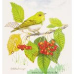 Waldlaubsänger – TAURUS Kunstkarten