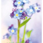 Vergissmeinnicht – TAURUS Kunstkarten